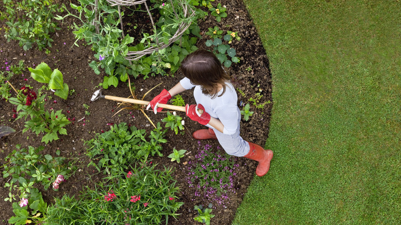Person removing weeds from a flower garden.
