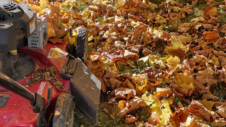 A mower mulching leaves