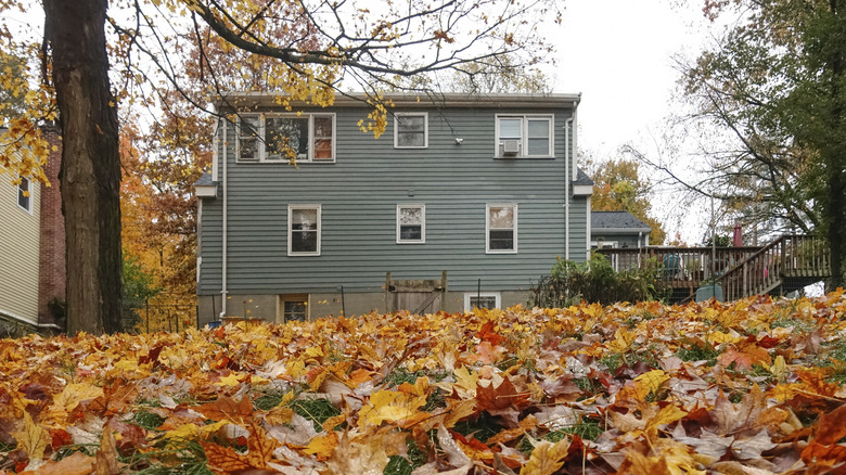 Leaves covering the ground in a back yard