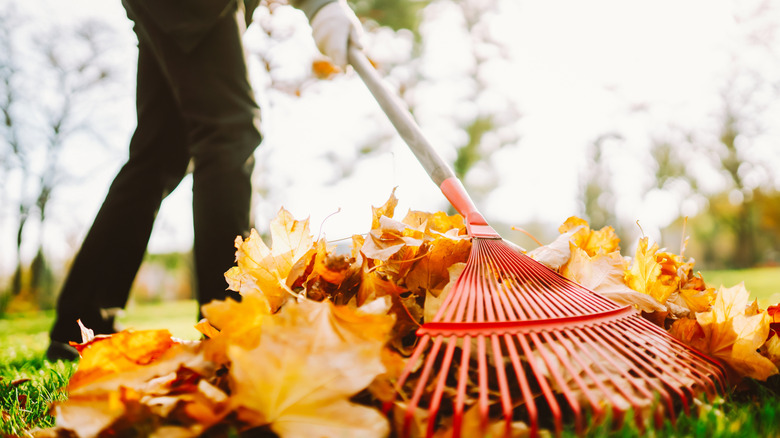 Person raking large amounts of autumn colored leaves