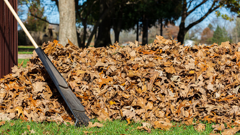 Large pile of leaves next to a rake