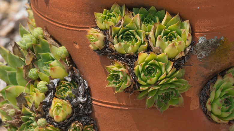 succulents in a strawberry pot