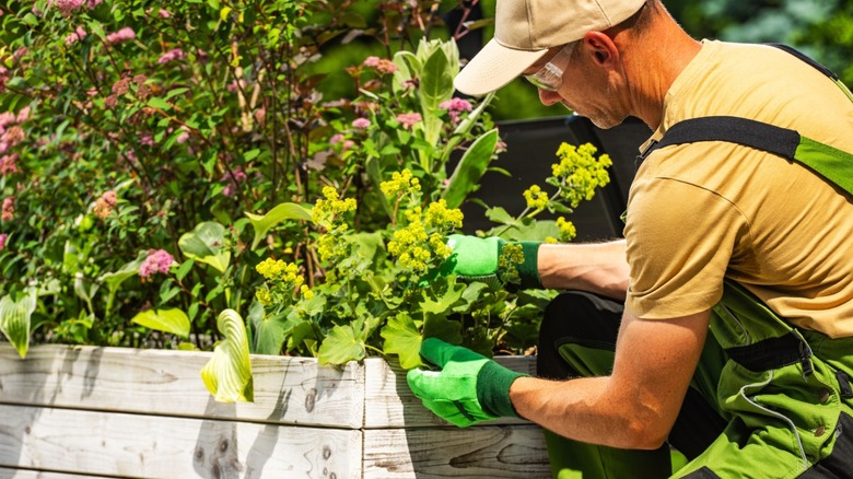 Aerial view of a woman tending a raised garden bed.