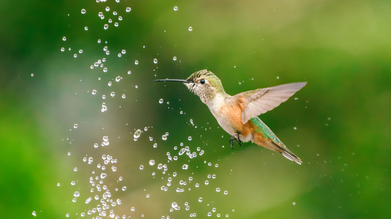 hummingbird flying through spray of water