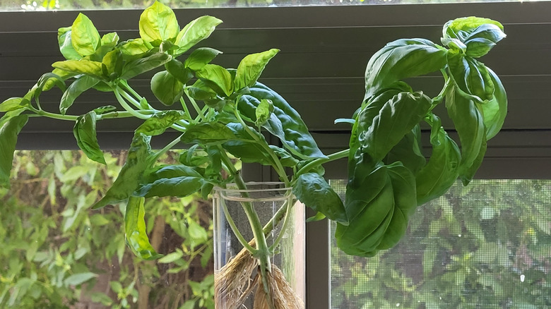 Basil plant growing in water on a windowsill