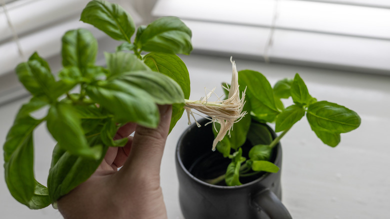 Basil growing roots in a mug