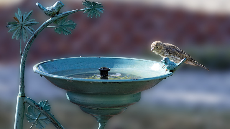 Small blue metal birdbath with a bird perched on the edge