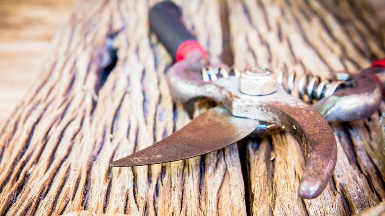 Old pruning shears in need of sharpening and rust removal