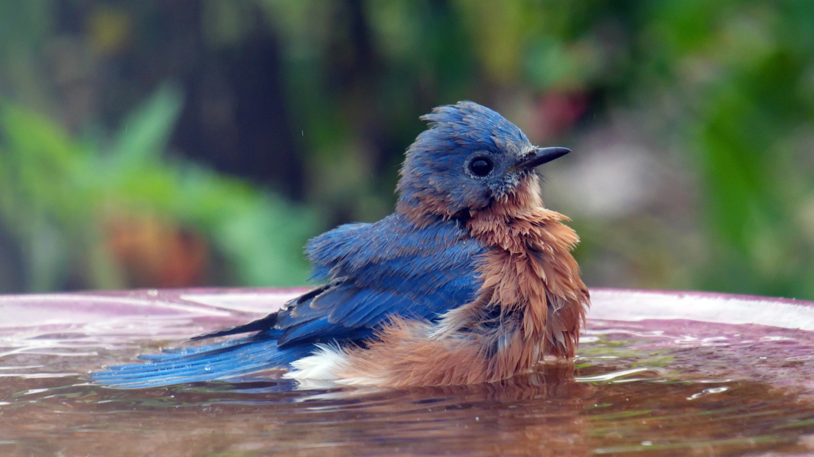 Forget Traditional Birdbaths — This Amazon Prime Day Deal Doubles As A Feeder & Decor
