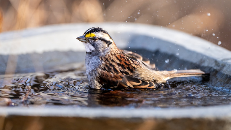A bird in a bird bath