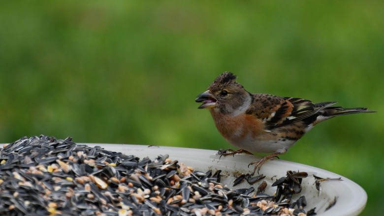 Robin perched on the edge of a bird bath
