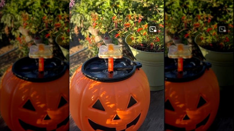 Make this hummingbird in pumpkin fountain.
