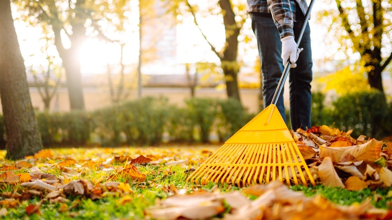 Person raking a yard covered in colorful fall leaves