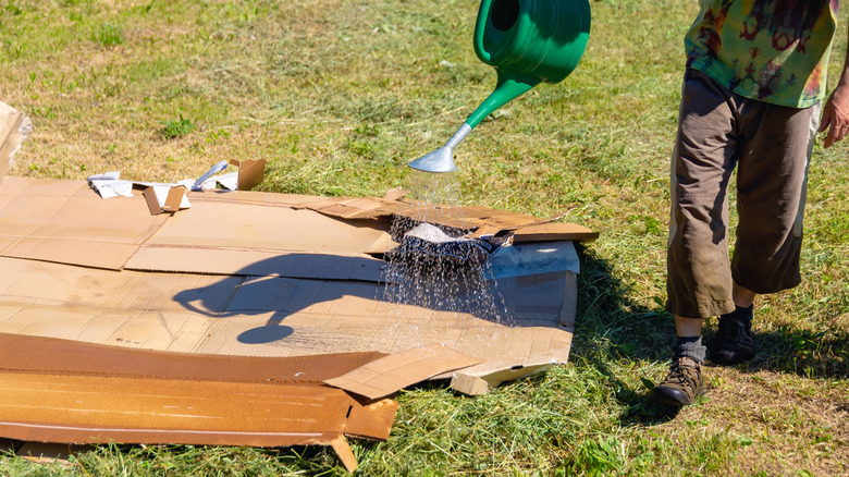 Someone soaking cardboard on grass