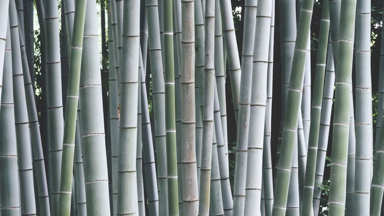 moso bamboo on display