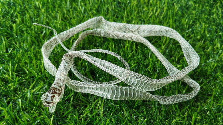 Shed snake skin on grass