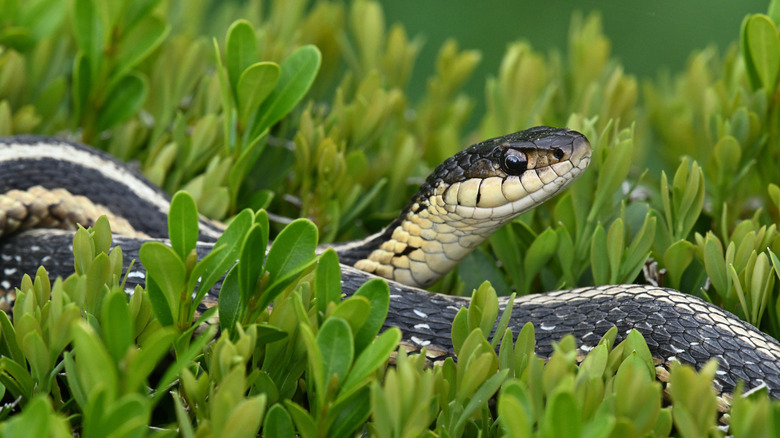 Garter snake in a shrub