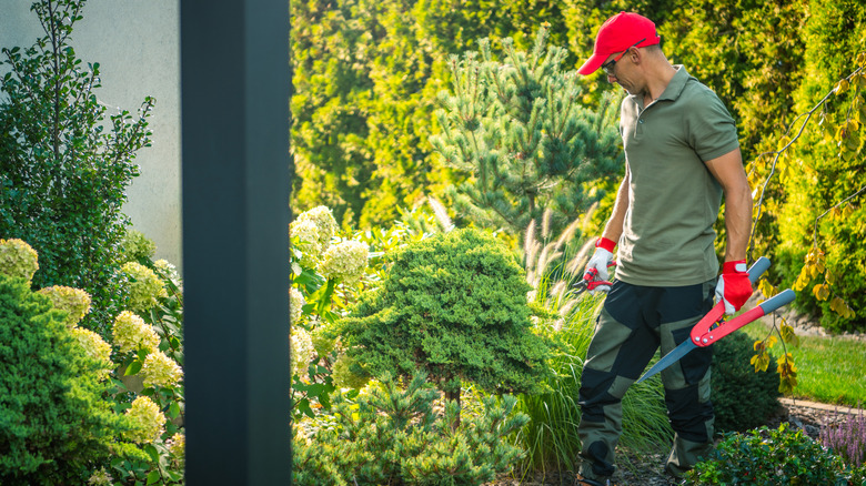 Man trimming bushes and inspecting yard