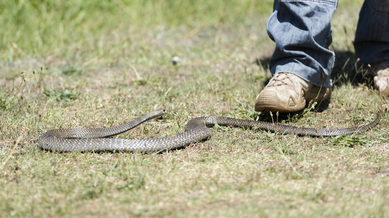 Eastern brown snake in grass next to a person's foot