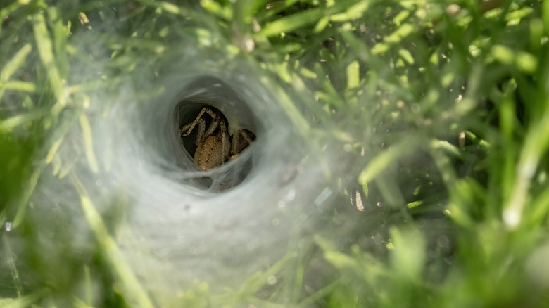 A spider inside of a funnel web.