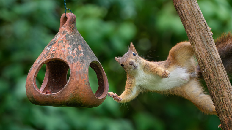 A squirrel hangs from a branch trying to get to an old terracotta bird feeder