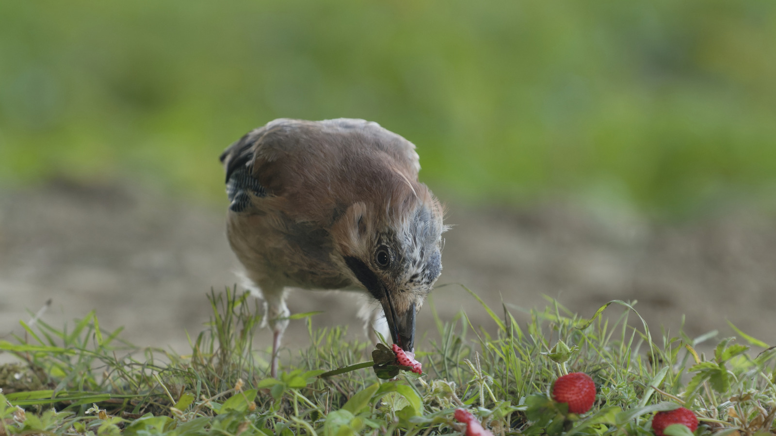 Gardener Shares Cute & Clever DIY For Keeping Birds Out Of Fruit: 'I Barely Lost Any'