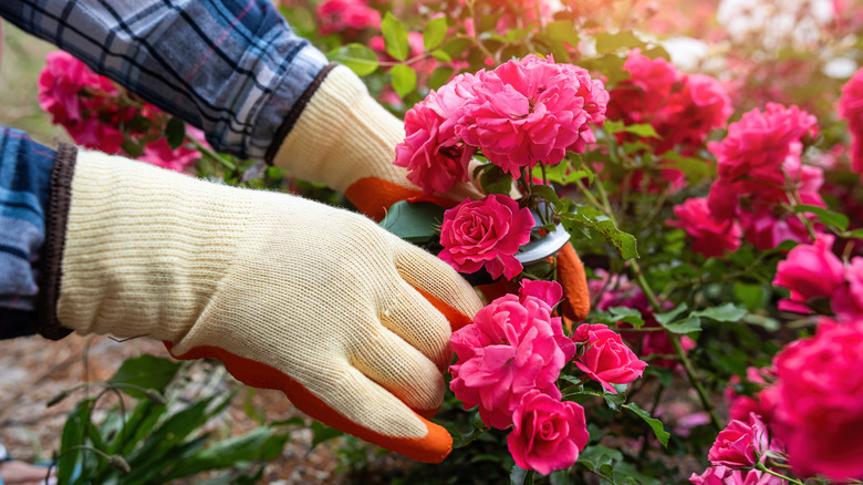Gardener pruning fuscia garden roses
