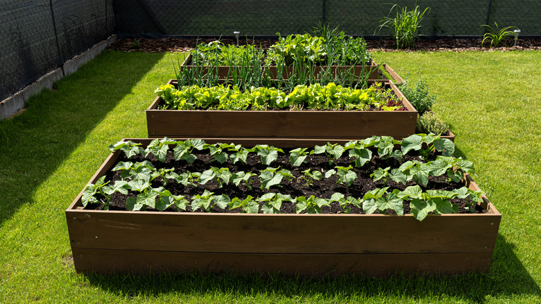Raised garden beds with different plants