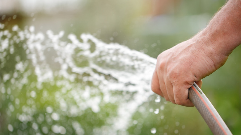 A person watering the lawn.