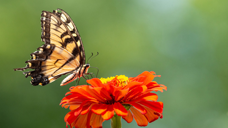 butterfly sitting on zinnia flower