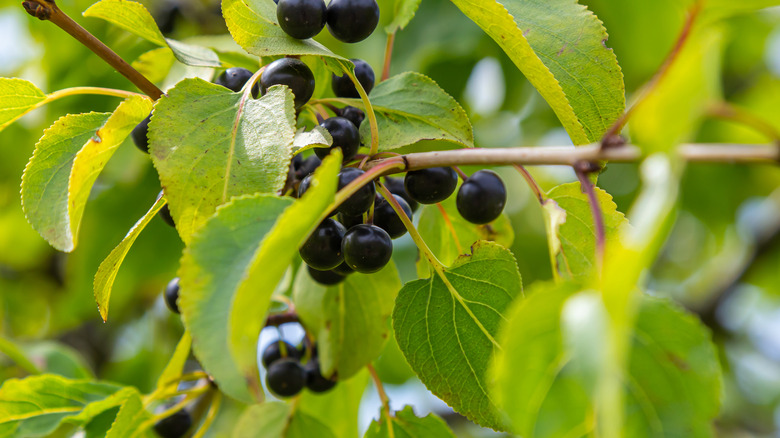 berries grown on a buckthorn plant
