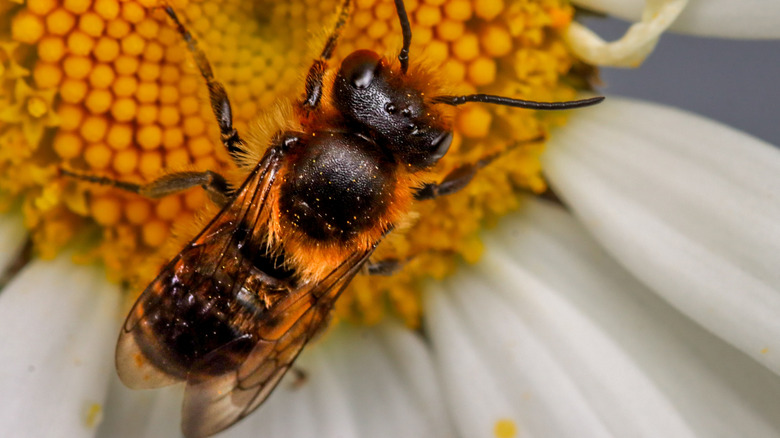 A mason bee on a yellow daisy