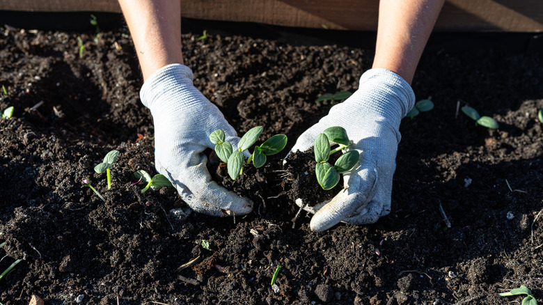 Gardener planting cucumber seedlings