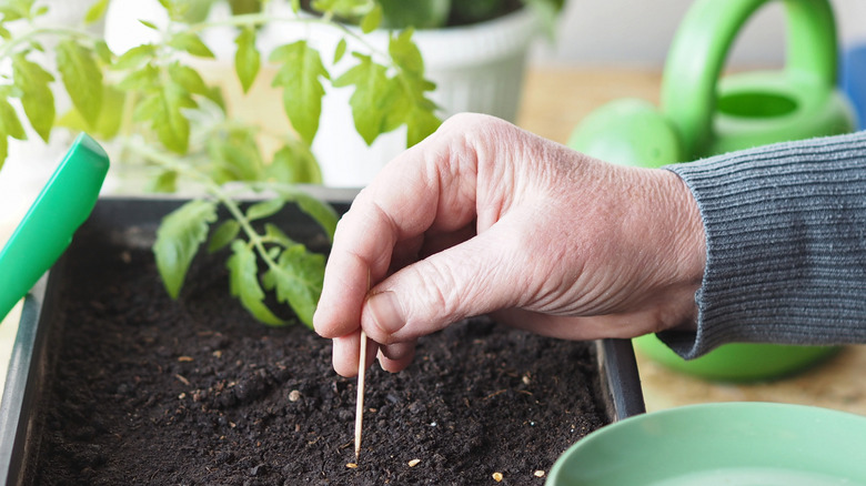 Hand pushing toothpick into soil