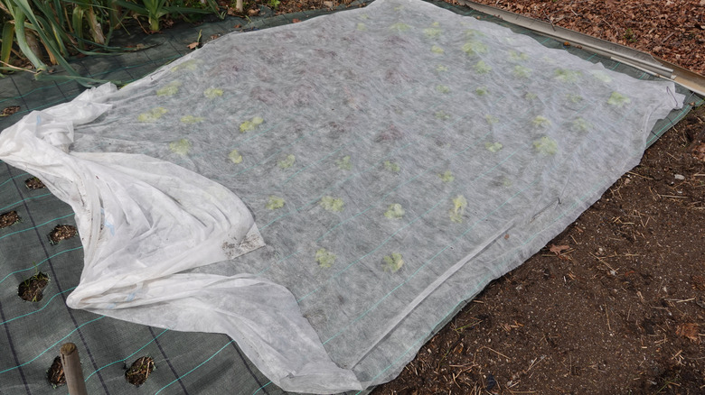a thin sheet covering plants in garden