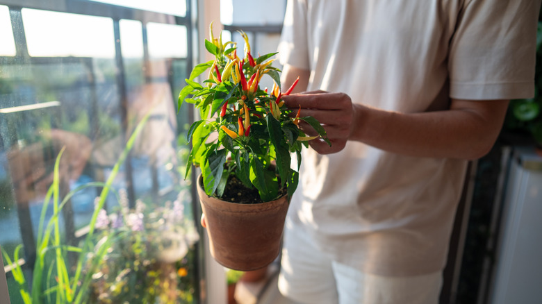 a gardener holds a pepper growing on a potted plant