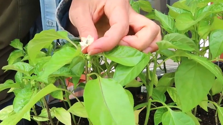 a close-up of a woman pinching off a pepper flower