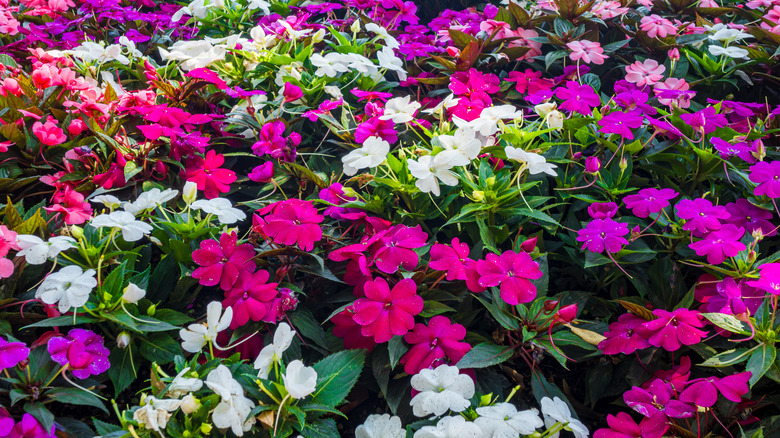 Garden with vivid pink, red and white Impatiens flowers