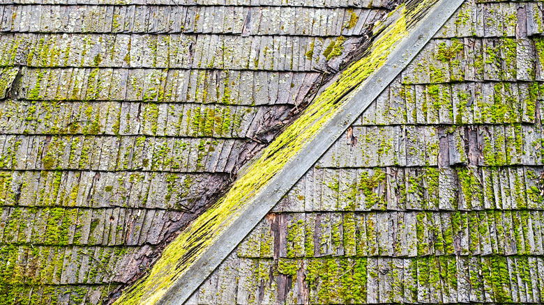Wooden shingle roof with mold and algae on the surface