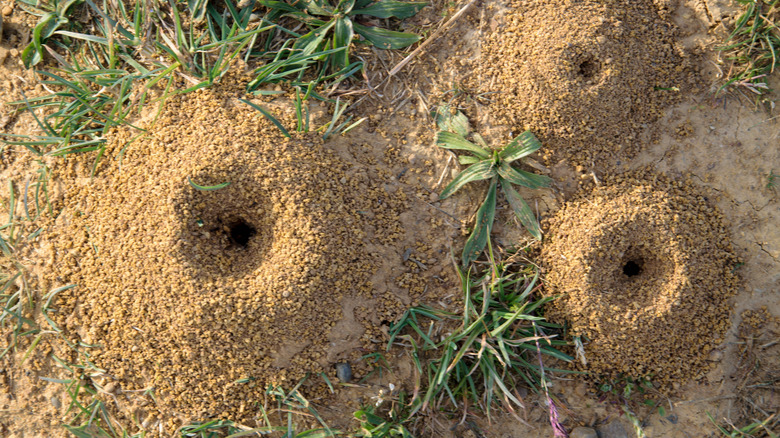 Three anthills in the ground