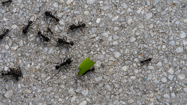 A close-up of ants on a gravel surface with one carrying a green leaf