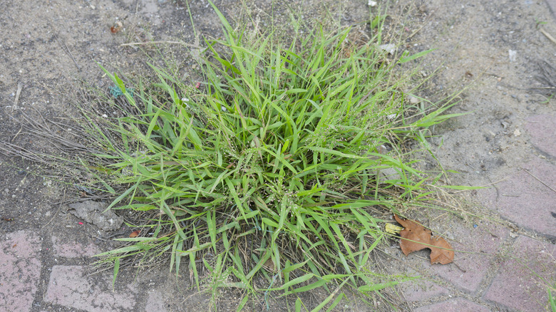 crabgrass growing out of paving stones in a yard