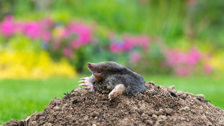A mole emerging from a mound of dirt in a garden