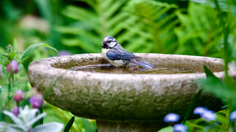 A bird sits in a stone birdbath against a backdrop of green leaves and purple flowers