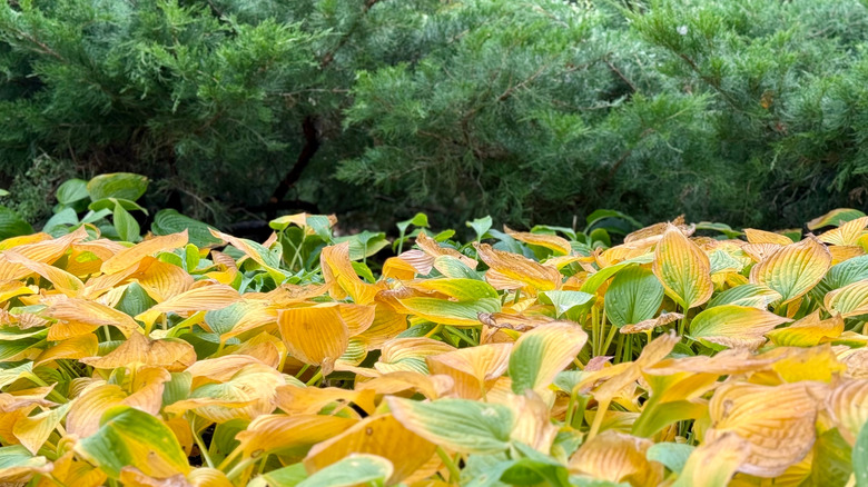yellowing leaves on hosta plants