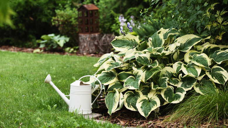 a hosta plant and watering can in a garden