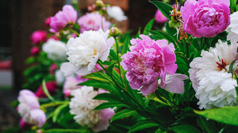 Pink and white peony flowers leaning forward