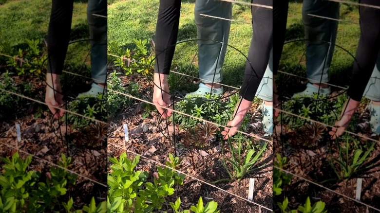 Peony plant with a tomato cage support frame around it