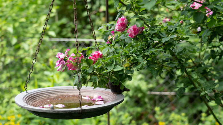 A hanging birdbath nestled among trees and flowers in a yard