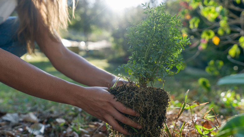 A person planting a bush in the ground